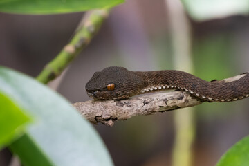 Obraz premium Mangrove pit viper (Cryptelytrops purpureomaculatus) photographed in Pasir Ris mangrove boardwalk, Singapore