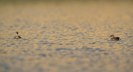 Juvenile Little grebes in Buhair lake, Bahrain