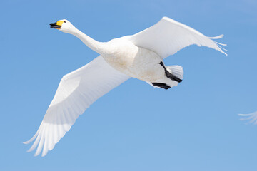 大空を舞うオオハクチョウ