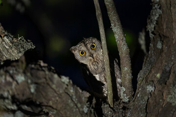 Eurasian scops owl hiding in the treetop. Owl during the night. Bulgarian nature. 