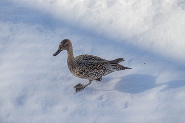 真っ白な雪の上を歩くオナガガモ