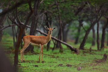 Naklejka na ściany i meble Gazelle in a forest, Pune Maharashtra ,India