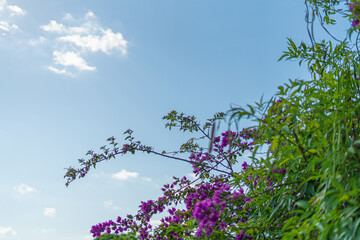 Trees and flowers in Miami, Florida