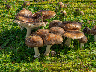 群生するキノコ