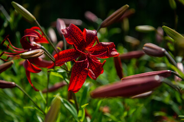 Red Lilly flower blooming in garden