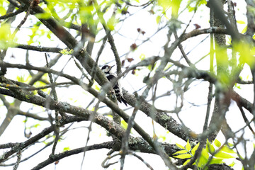 White backed woodpecker hides in the branch. Bird watching in the Rhodope mountains. Ornithology in Bulgaria. 
