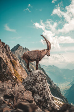 Schweizer Steinb&ouml;cke Alpstein