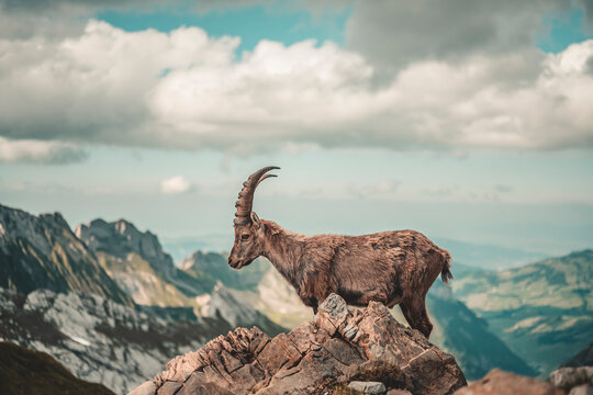 Schweizer Steinb&ouml;cke Alpstein