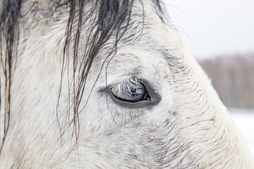 gray horse eye close up