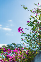 Fototapeta premium Trees and flowers in Miami, Florida