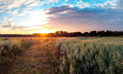 Path in the oat fields leading to the sunset 