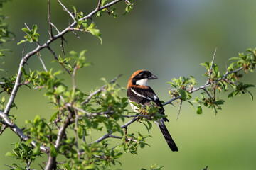 Woodchat shrike sitting in the bushes. Birdwatching in the Rhodope mountains. Bulgarian wildlife. 