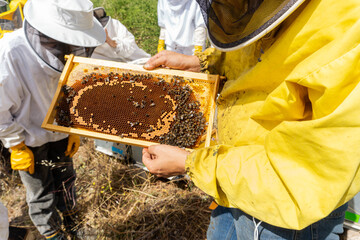A beekeeper checking the production.
