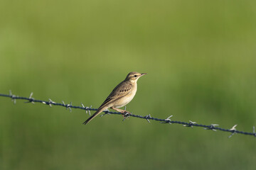 Fototapeta premium Tawny pipit have a rest on the wire. Bird watching in the Rhodope mountains. Ornithology in Bulgaria. 