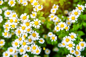 White small daisies blooming on grass background
