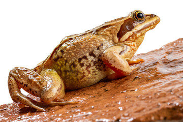 Common frog close-up sits on a red wet stone, white background