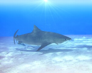 Tiger Shark in the Shallows