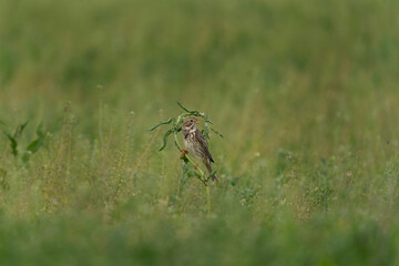 Corn bunting in the mountains meadow. Bird Watching in the Rhodope mountains. Bulgaria wildlife.