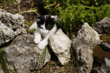 Young cat (Frieda) catching mice, Gundelshausen - Bavaria, Germany