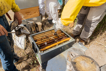 Beekeeper smoking an apiary with a smoker