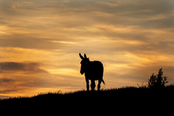 Fototapeta na wymiar Donkey looking on sunset. Travel in Bulgaria. Shape of donkey. Animals in the Europe. 