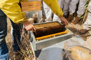 Group of beekeepers working on an apiary.
