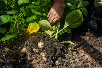 Potatoes being dug out of a vegetable patch - obrazy, fototapety, plakaty