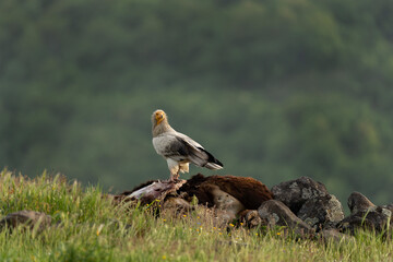 Egyptian vulture near the carcass. Vulture in the Rhodope mountains. Wildlife in Bulgaria.