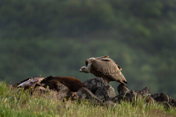 Griffon vultures near the carcass. Vultures in the Rhodope mountains. Wildlife in Bulgaria.