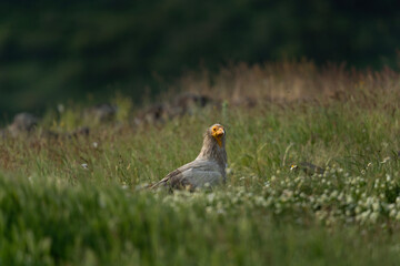 Egyptian vulture near the carcass. Vulture in the Rhodope mountains. Wildlife in Bulgaria.