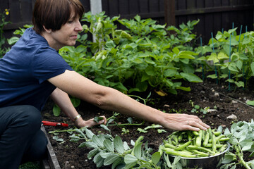 Woman picking crops in the garden