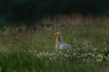 Egyptian vulture near the carcass. Vulture in the Rhodope mountains. Wildlife in Bulgaria.