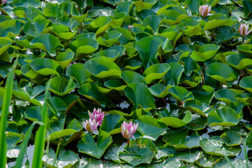 VERSMOLD, GERMANY. JUNE 20, 2021. Campingpark Sonnensee