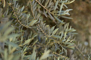 Naklejka na ściany i meble Beautiful light background of olive tree with copy space
