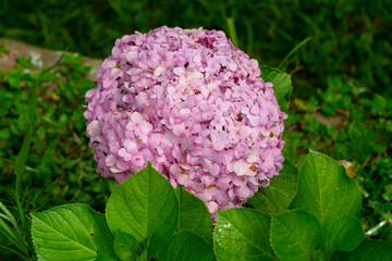 The genus Hydrangea includes ornamental plants, commonly known as hydrangea, native to south and...