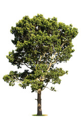 Fototapeta premium Isolated green tree on white background, Trees isolated on white background, tropical trees isolated used for design, advertising and architecture.