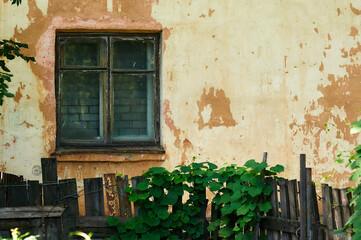 Fototapeta na wymiar An old window walled up with bricks and cement. Old wooden fence covered with green ivy.