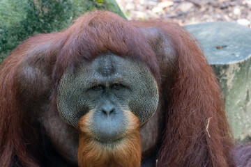 The face of Orangutan. Orangutans are great apes native to the rainforests of Indonesia and Malaysia.