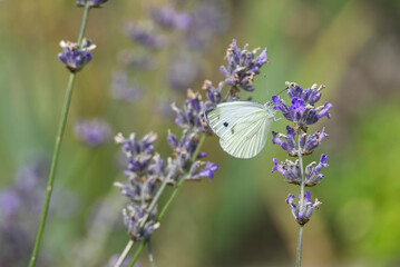 Small white butterfly (Pieris rapae) perched on lavender in Zurich, Switzerland.
