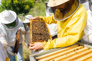 Beekeeper checking the hive