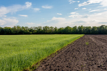 Agricultural field with young sprouts of grain culture and plowed unseeded field. Fallow concept