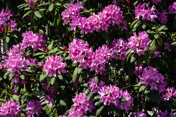 Obraz premium Bright red flowers on branches of azalea rhododendron. City landscape park 