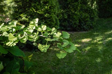 Ginkgo tree (Ginkgo biloba) or ginkgo tree in landscaped garden. Branch with bright green new...