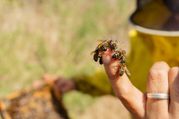 Bees on a beekeeper's bare finger.

