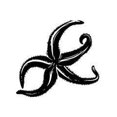asteroidea sea star - tropical underwater life black and white vector outline design