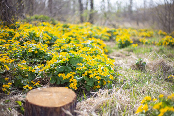 stump in spring forest with yellow flowers around