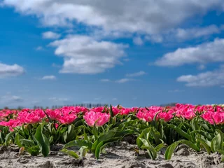  Tulpenveld in Heerhogowaard, Noord-Holland © Holland-PhotostockNL
