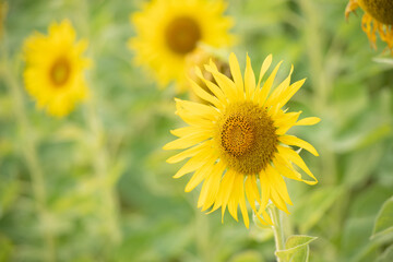 Sunflower natural background. Sunflower blooming. Plant growing up among other sunflowers. Daylight in morning or evening. Big yellow sunflowers field. Harvest time.