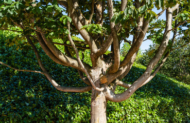 Iron tree or Persian Parrotia (Parrotia persica) in public city landscape park 