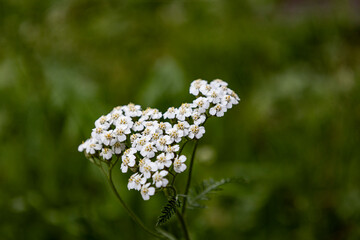 flowers on a green background